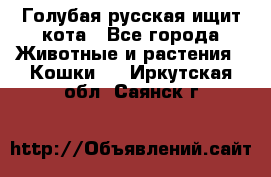 Голубая русская ищит кота - Все города Животные и растения » Кошки   . Иркутская обл.,Саянск г.